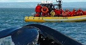 Croisières AML - Discover the most beautiful whale watching site in the world!