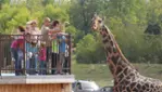 Parc Safari - This summer, come have fun with us! 
