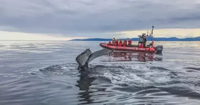 Vacances Essipit - Croisières aux Baleines & Kayak de Mer