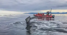 Vacances Essipit - Croisières aux Baleines & Kayak de Mer