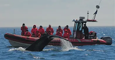 Vacances Essipit - Croisières aux Baleines