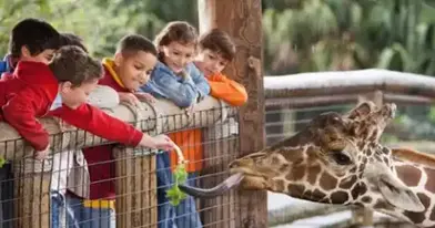 Parc Safari en hiver : Féerie et Safari Aventure