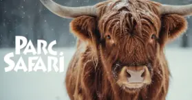 Parc Safari en hiver : Féerie et Safari Aventure