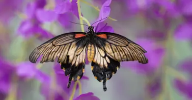 BFLY Centre d'amusement - Laval