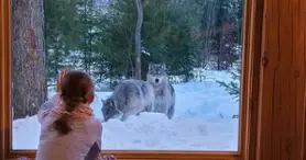 Parc Oméga : des hébergements en communion avec la nature