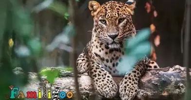 Familizoo au Complexe Atlantide