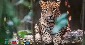 Familizoo au Complexe Atlantide