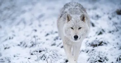 Zoo Écomuseum - Un zoo à Montréal