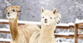 Alpagas du Domaine Poissant