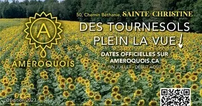 Améroquois - Des Tournesols plein la vue!
