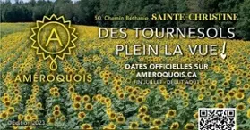 Améroquois - Des Tournesols plein la vue!