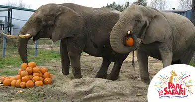L'Halloween au Parc Safari