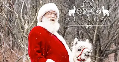 Alpagas du Domaine Poissant - Un Noël Magique