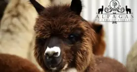 Alpagas du Domaine Poissant- Semaine de relâche 