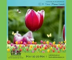 Festival des Tulips 2024