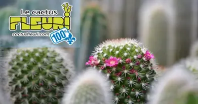 Cactus Fleuri