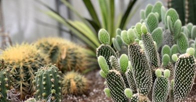 Le Cactus Fleuri Le Cactus Fleuri