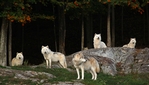 Dormez avec les animaux au parc Oméga