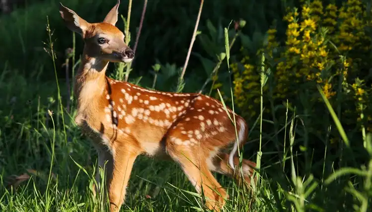 Parc Oméga : des hébergements en communion avec la nature