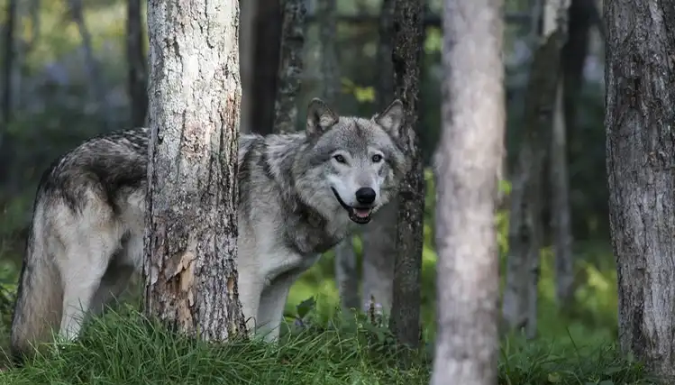Parc Oméga : des hébergements en communion avec la nature