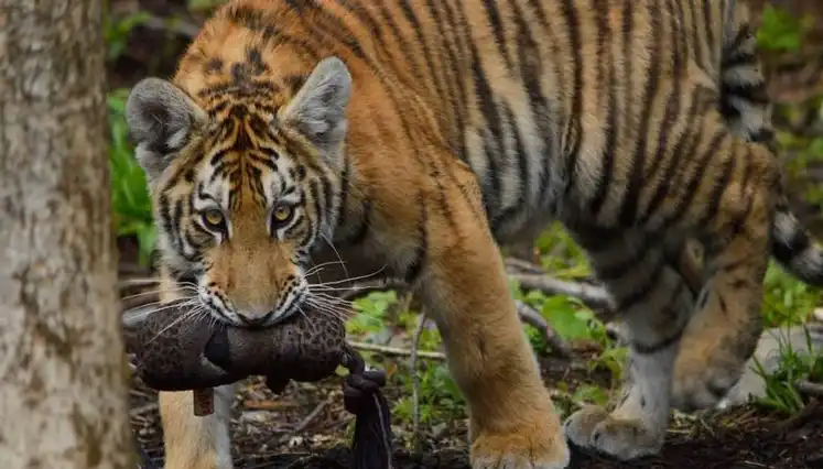 Miller Zoo - jardin zoologique