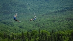 Ziptrek Écotours - Tyroliennes