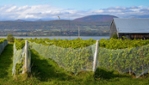Vignoble du Mitan - Île d'Orléans