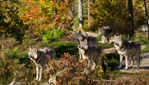 Parc Oméga - Montebello
