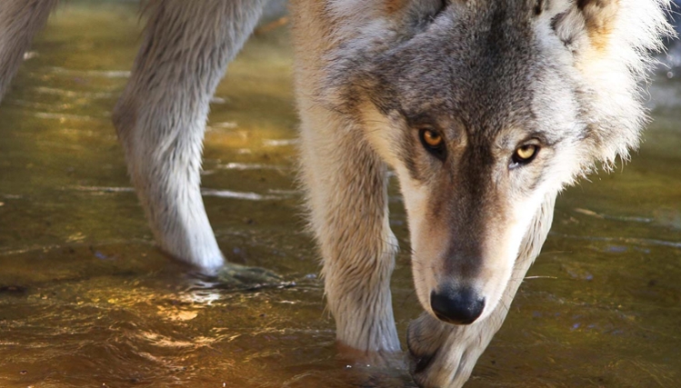 Refuge Pageau Centre de réhabilitation pour animaux