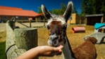 Ranch Dupont - Zoo ferme éducative avec plus de 200 animaux