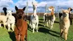 Ferme Bel Alpaga - Bon Autruche Boutique en ligne