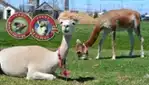 Ferme Bel Alpaga - Bon Autruche Boutique en ligne