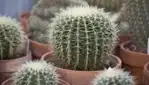 Le Cactus Fleuri