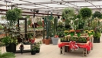 Le Cactus Fleuri