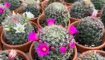 Le Cactus Fleuri