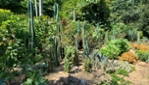Le Cactus Fleuri