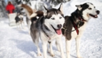 Escapade Huskimo - Forfait traineau à chiens Ottawa 