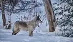 Parc Oméga : des hébergements en communion avec la nature