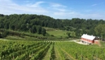 Vignoble Coteau des Artisans