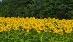 Améroquois - Huile Champy - Des Tournesols plein la vue!