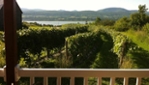 Vignoble du Mitan - Île d'Orléans