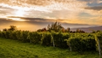 Vignoble du Mitan - Île d'Orléans
