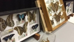 Labyrinthe des insectes - Visite interactive, activités et camp de jour 