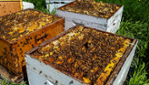 Miellerie de la Grande Ourse - Apiculteur & Hydromellerie - Visite guidée