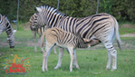 Parc Safari - Zoo - 50 ans d'émerveillement