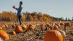 Quoi faire dans Vaudreuil-Soulanges 