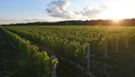 Domaine Vinéterra - dégustation vins et fromages, boutique  