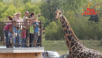 Parc Safari - Plus de 500 animaux