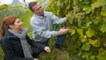 Vignoble du Mitan - Île d'Orléans