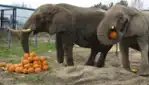 L'Halloween au Parc Safari